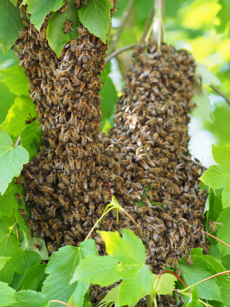 Bienenschwarm im Baum.