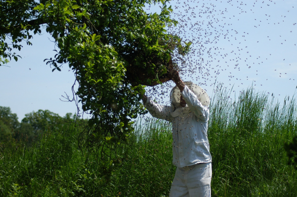 Imker beim Einfangen eines Bienenschwarms.