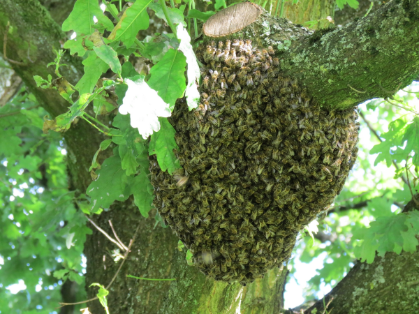 Bienenschwarm im Baum.
